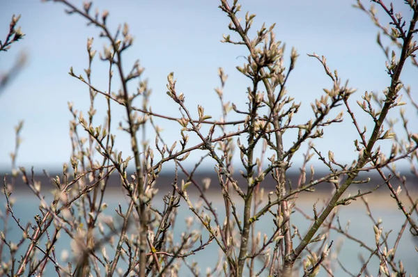 Arka plan bitki. Çalı ve yaprakları.
