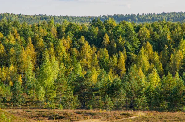 Осенний пейзаж с лиственными деревьями на холмах — стоковое фото