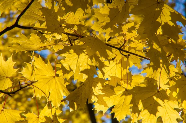 Yellow maple leaves hanging on the branches of a tree — Stock Photo, Image