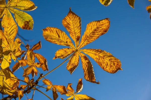 Sonbaharda bir ağacın dalları üzerinde turuncu yaprak asmak
