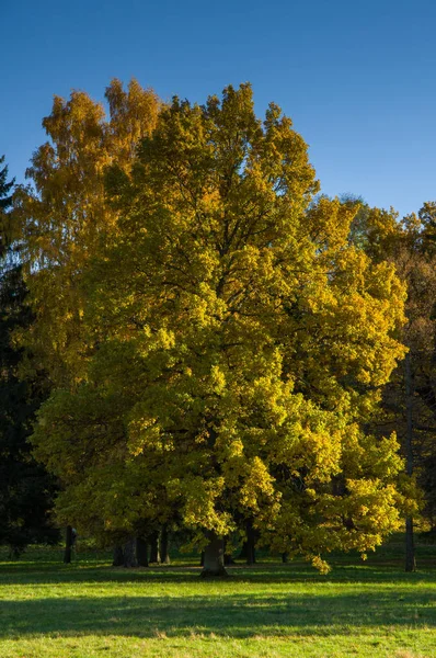 Осенний пейзаж с лиственными деревьями в парке — стоковое фото