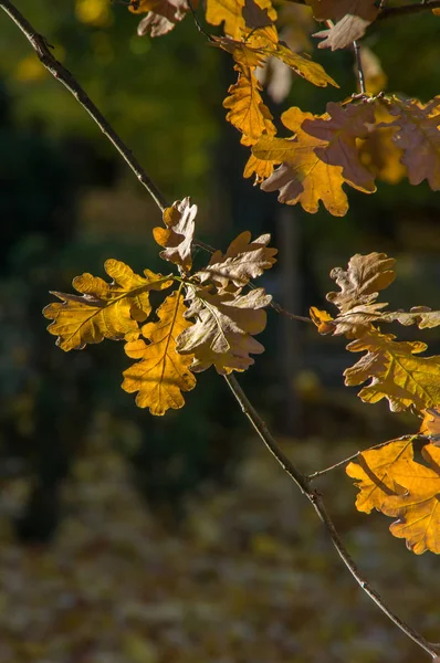 Güneş ışığı altında ince dal kahverengi meşe yaprakları