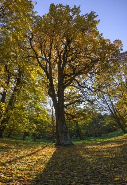Большое осеннее дерево в парке отбрасывает тень на опавшие листья — стоковое фото
