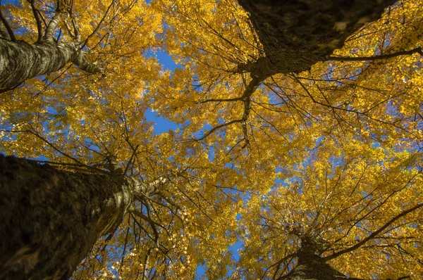 Vista inferior de árboles grandes con hojas amarillas Imagen De Stock