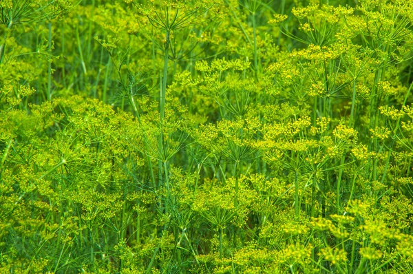Fondo abstracto de un eneldo verde en crecimiento con flores amarillas — Foto de Stock