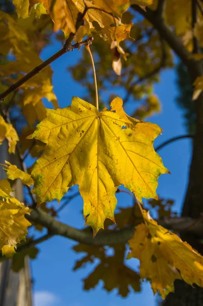 Yellow Maple Leaf Other Sheets Background Blue Sky — Stock Photo, Image
