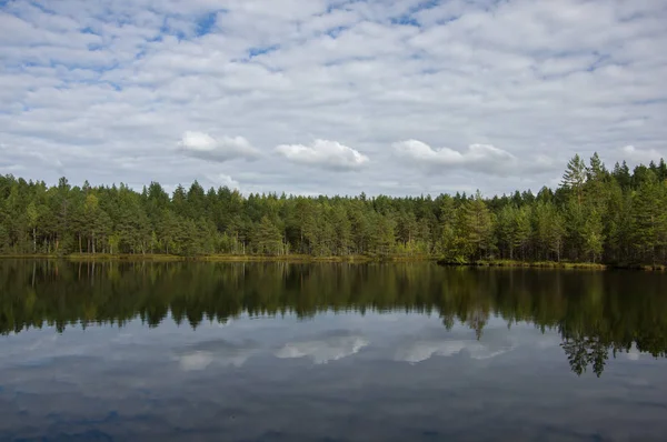 Orman gölet, yansıma yeşil ağaçlar ve beyaz bulutlar ile