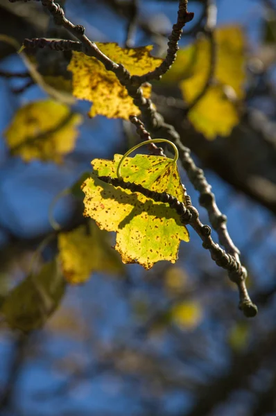 Autumn Birch Leaf Branch Rays Bright Sun — Stock Photo, Image