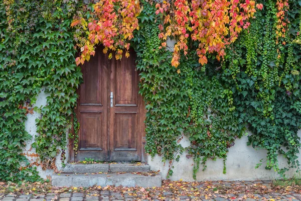 Vecchia porta in legno ricoperta di edera nei colori autunnali — Foto Stock