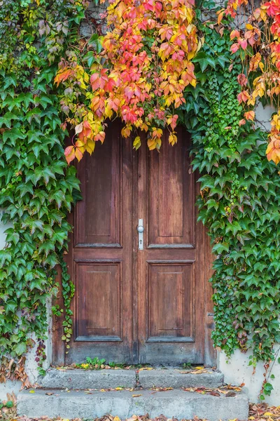 Vecchia porta in legno ricoperta di edera nei colori autunnali — Foto Stock