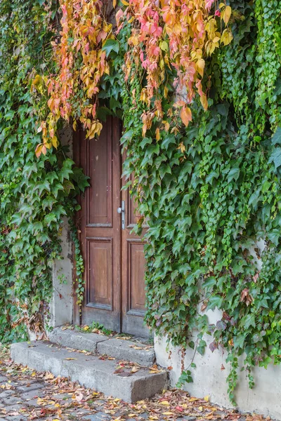 Vecchia porta in legno ricoperta di edera nei colori autunnali — Foto Stock