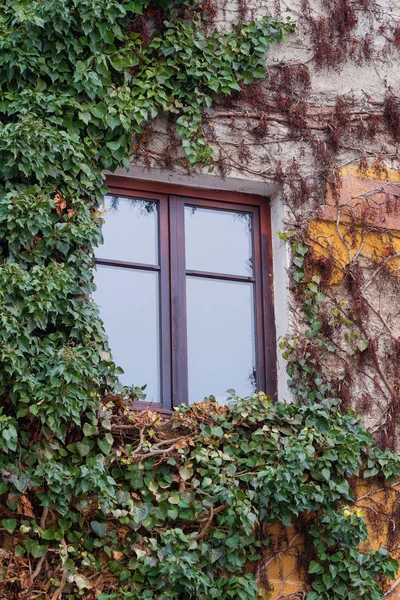 Vecchia finestra circondata da piante striscianti di edera — Foto Stock