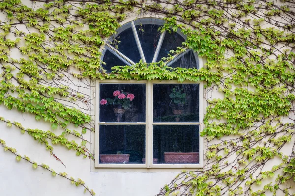 Vecchia finestra in legno ricoperta di edera nei colori autunnali . — Foto Stock