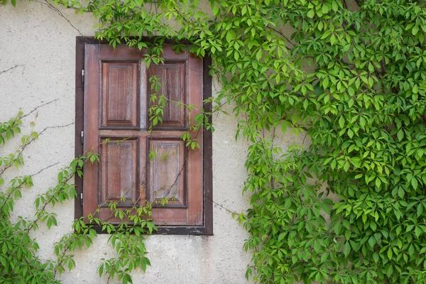 Vecchia finestra di legno ricoperta di edera, Ceco — Foto Stock