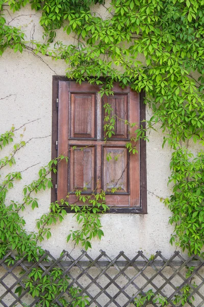 Old wooden window overgrown with ivy, Czech — Stock Photo, Image