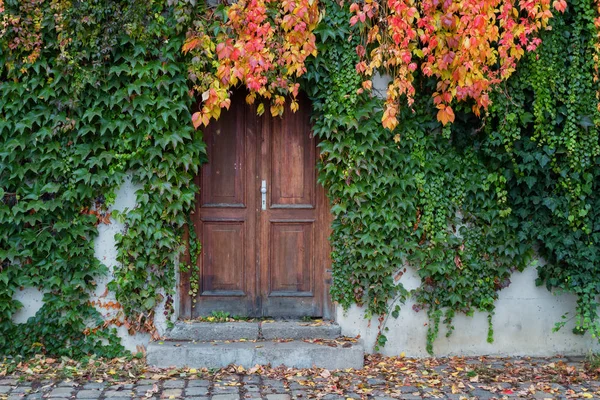 Vecchia porta di legno ricoperta di edera — Foto Stock