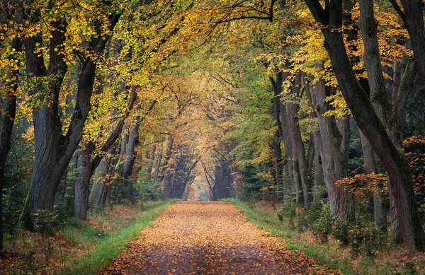 Ein romantisches Herbstmärchen voller Farben, Komfort und Ruhe. ein schöner Ort für einen friedlichen Spaziergang. — Stockfoto