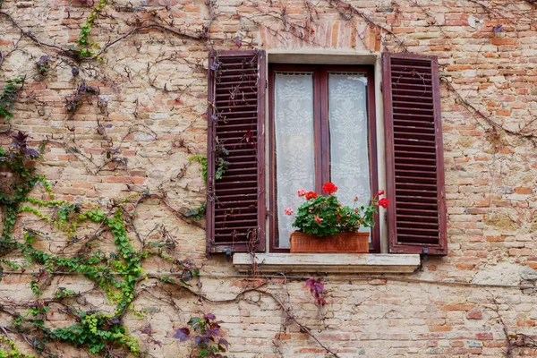 Vecchia finestra in legno ricoperta di edera nei colori autunnali . — Foto Stock