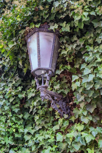 Old historic gas lamp overgrown with ivy — Stock Photo, Image