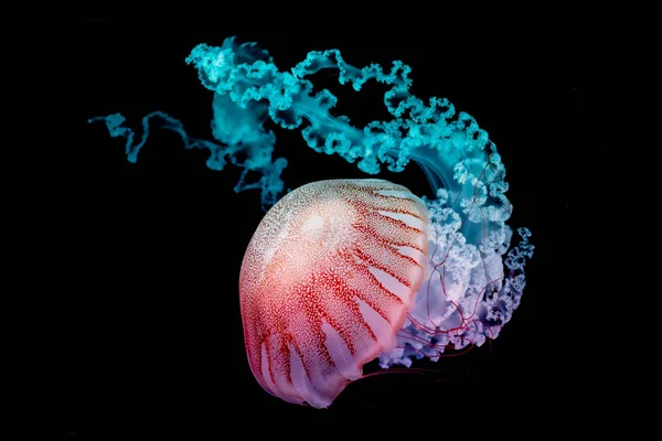 Medusas gigantes nadando en agua oscura . — Foto de Stock