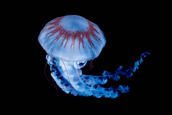 暗い水の中で泳ぐ巨大なクラゲ. ストック写真