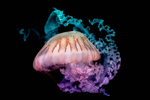 Medusas gigantes nadando em água escura . — Fotografia de Stock