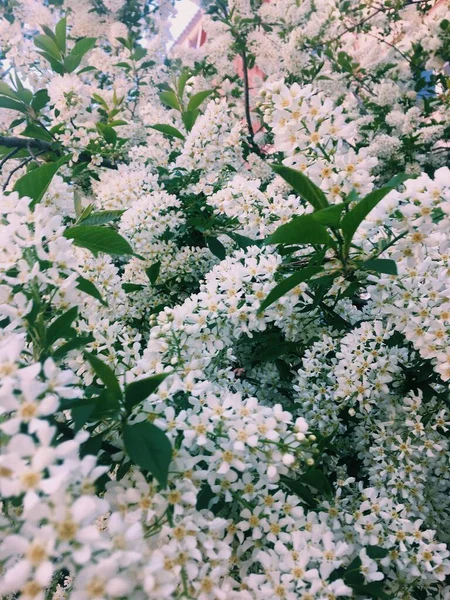 Many White Flowers Bird Cherry Tree Processed Vsco Preset — Stock Photo, Image
