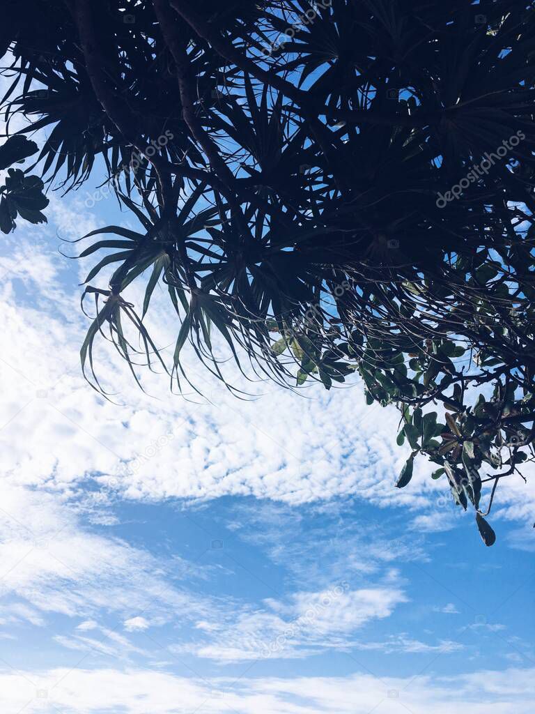 Sulety palm leaves on a background of blue sky with clouds. Processed with VSCO with a5 preset