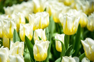 Bahçede beyaz-sarı laleler