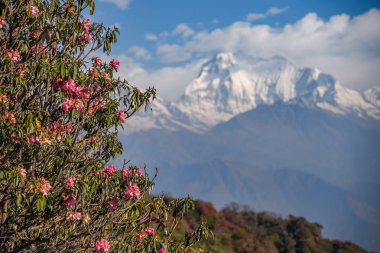 ormangülü çiçek ve Mount Dhaulagiri, Nepal