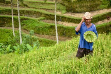 Adam ve pirinç Teras Bali, el yapımı şapka