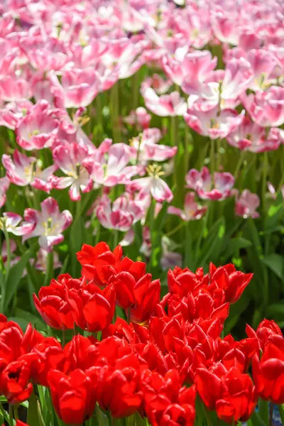 Red and pink tulips in the garden