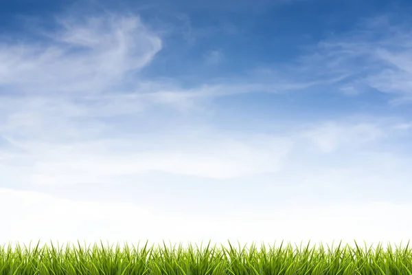 Grass gräs under blå himmel och moln — Stockfoto