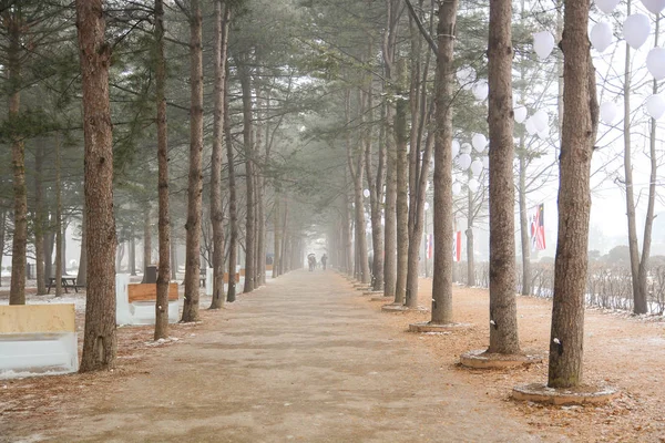 Rij van pijnbomen in de winter van Nami eiland — Stockfoto