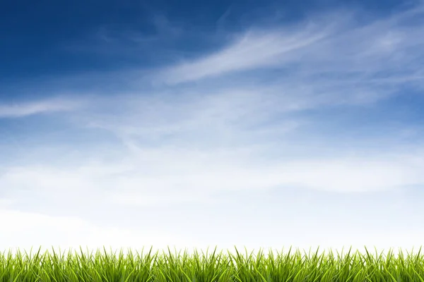 Hierba hierba bajo cielo azul y nubes — Foto de Stock