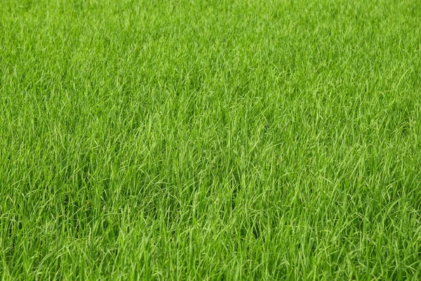 Fondo del campo de arroz verde fresco — Foto de Stock