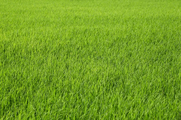 新鲜的绿色水稻领域背景 — 图库照片