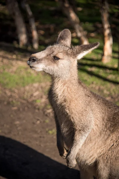 オーストラリア産のワラビー、野生動物 — ストック写真