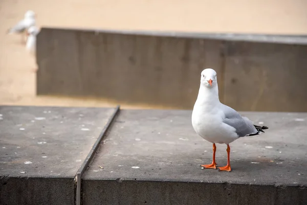 Seagull staande op betonnen bankje — Stockfoto