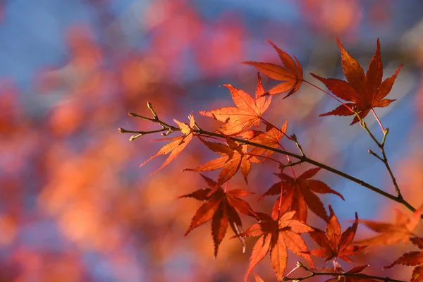 Červené javorové listy na podzim — Stock fotografie
