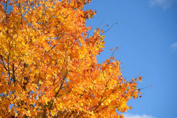 Gelbe Ahornblätter im Herbst — Stockfoto