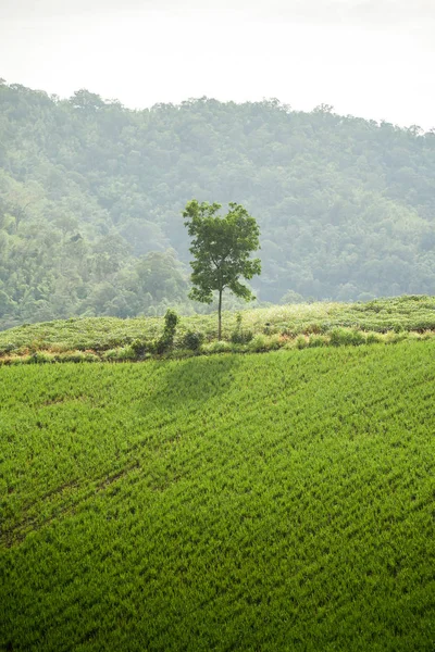 Einsamer Baum auf dem Hügel — Stockfoto