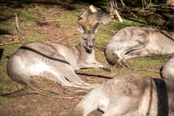 フィールドの上に座って、オーストラリア カンガルー — ストック写真