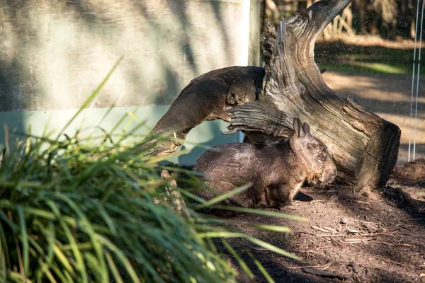保護公園でオーストラリアのウォンバット — ストック写真