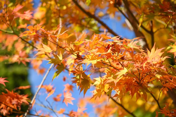 Gelbe Ahornblätter im Herbst — Stockfoto