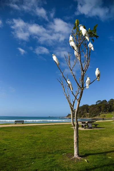 Frumos cocoș alb cocoțat pe copac — Fotografie, imagine de stoc