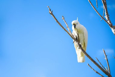 güzel beyaz kakadu dala tünemiş