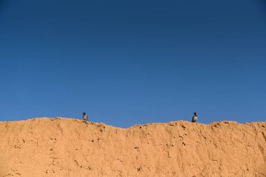 iki levrek kil duvarda kuşlar