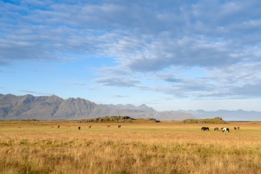 İzlanda'nın yaz aylarında güzel manzara