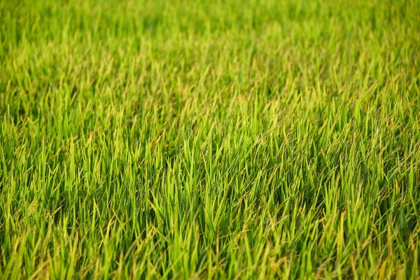 Fondo del campo de arroz verde fresco — Foto de Stock